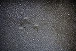 Barnard 334, 336, and 337 labeled image